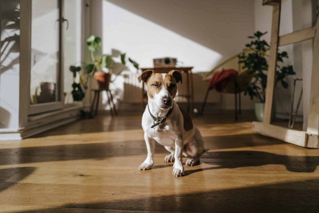 best dog training in houston tx 77066, Pet Friendly Plants, Puptown Houston