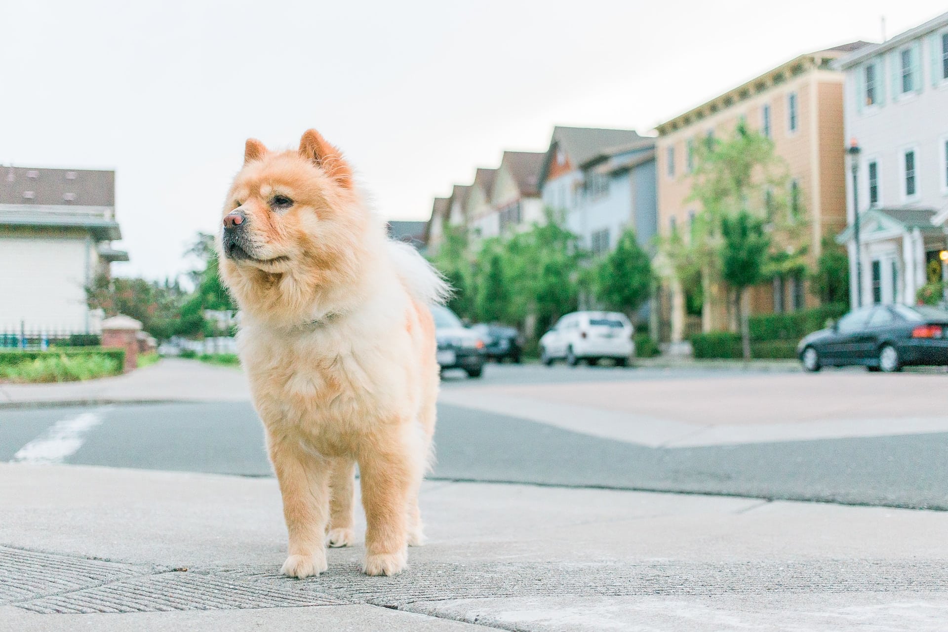Most Common Neighborhood Dangers for Your Dog