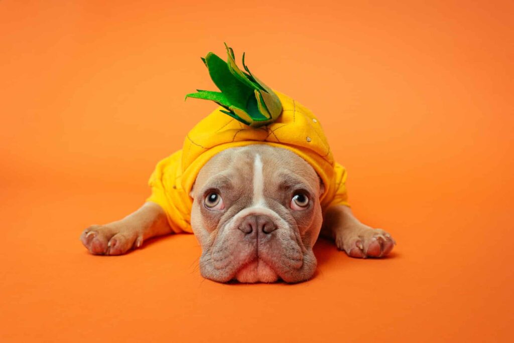 french-bulldog-carrot-custome-photoshoot-in-houston-texas