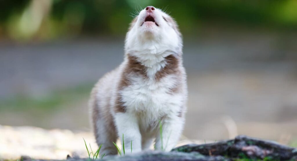 best dog training in houston tx 77066, Is My Puppy Howling Too Early, Puptown Houston