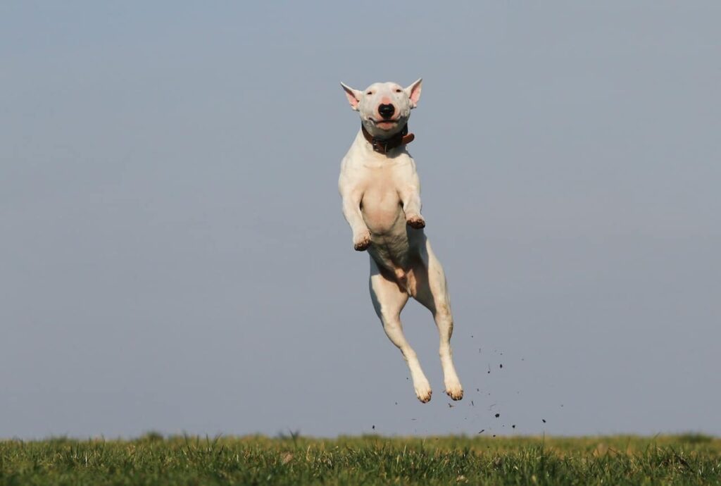 bull-terrier-jumping