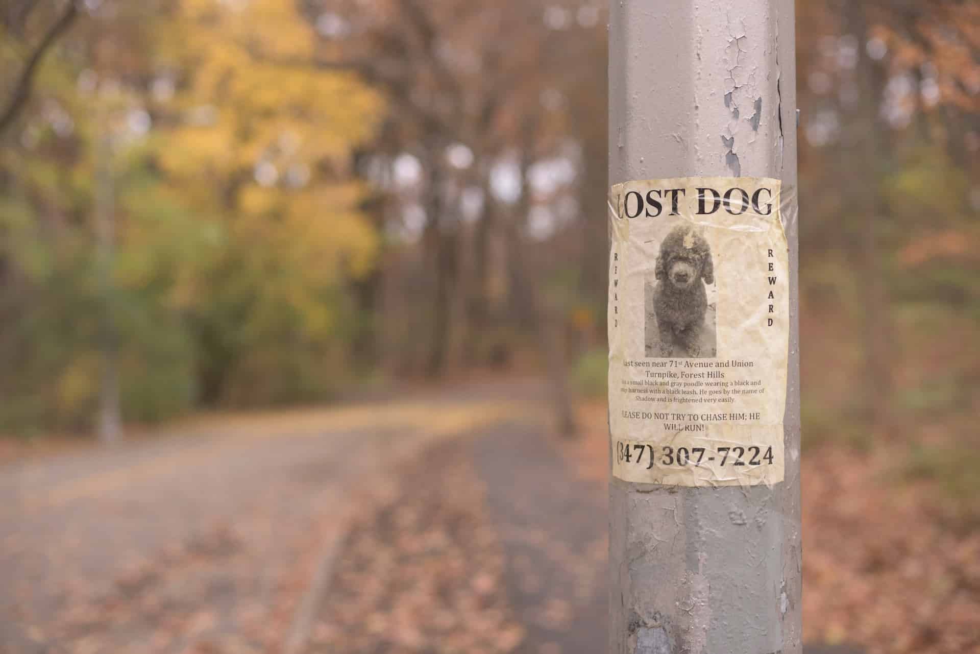 What To Do If Your Dog Is Lost?
