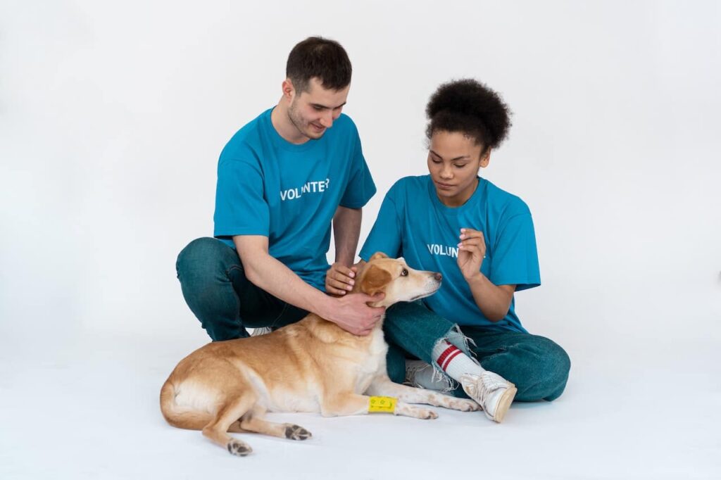 best dog training in houston tx 77066, How To Rehome A Dog, Puptown Houston