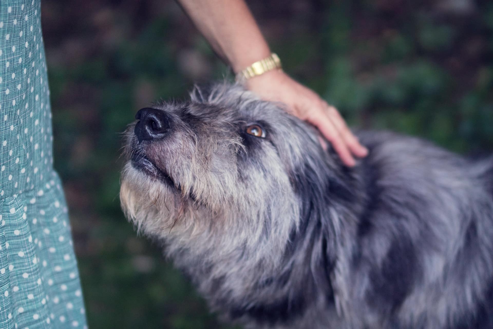 Identifying Your Dog's Love Language