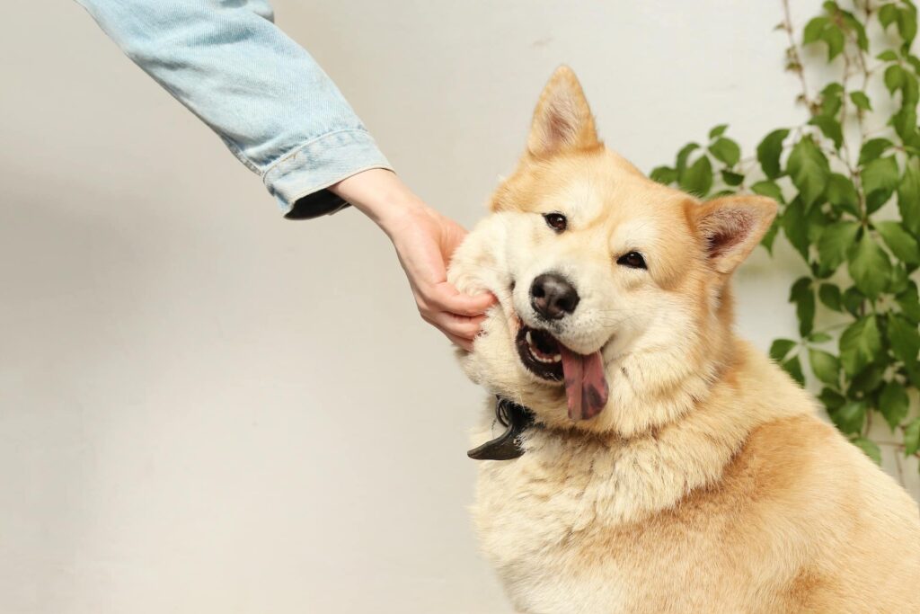 squished-dog-cheek