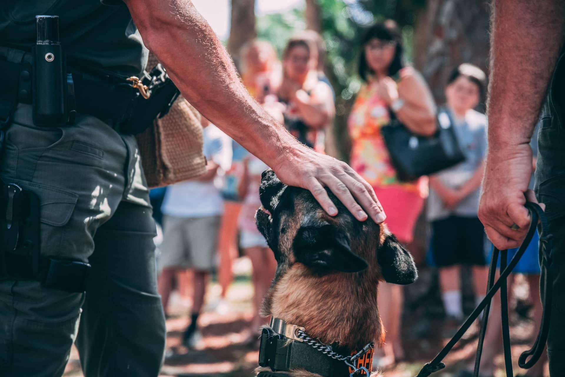 Police Dogs’ Incredible Smell Tracking