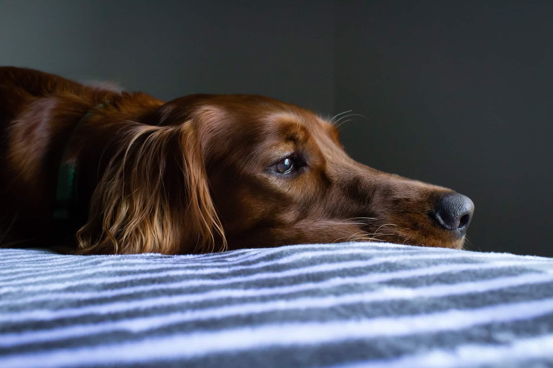 How To Help Your Dog Through Trauma