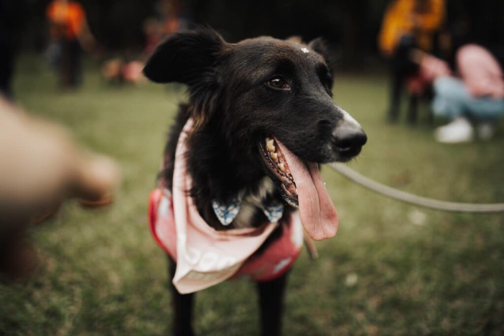 best dog training in houston tx 77066, Benefits of Having a Therapy Dog, Puptown Houston