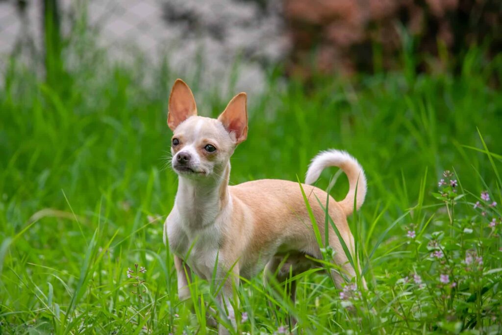 best dog training in houston tx 77066, top 5 smallest dog breed, puptown houston
