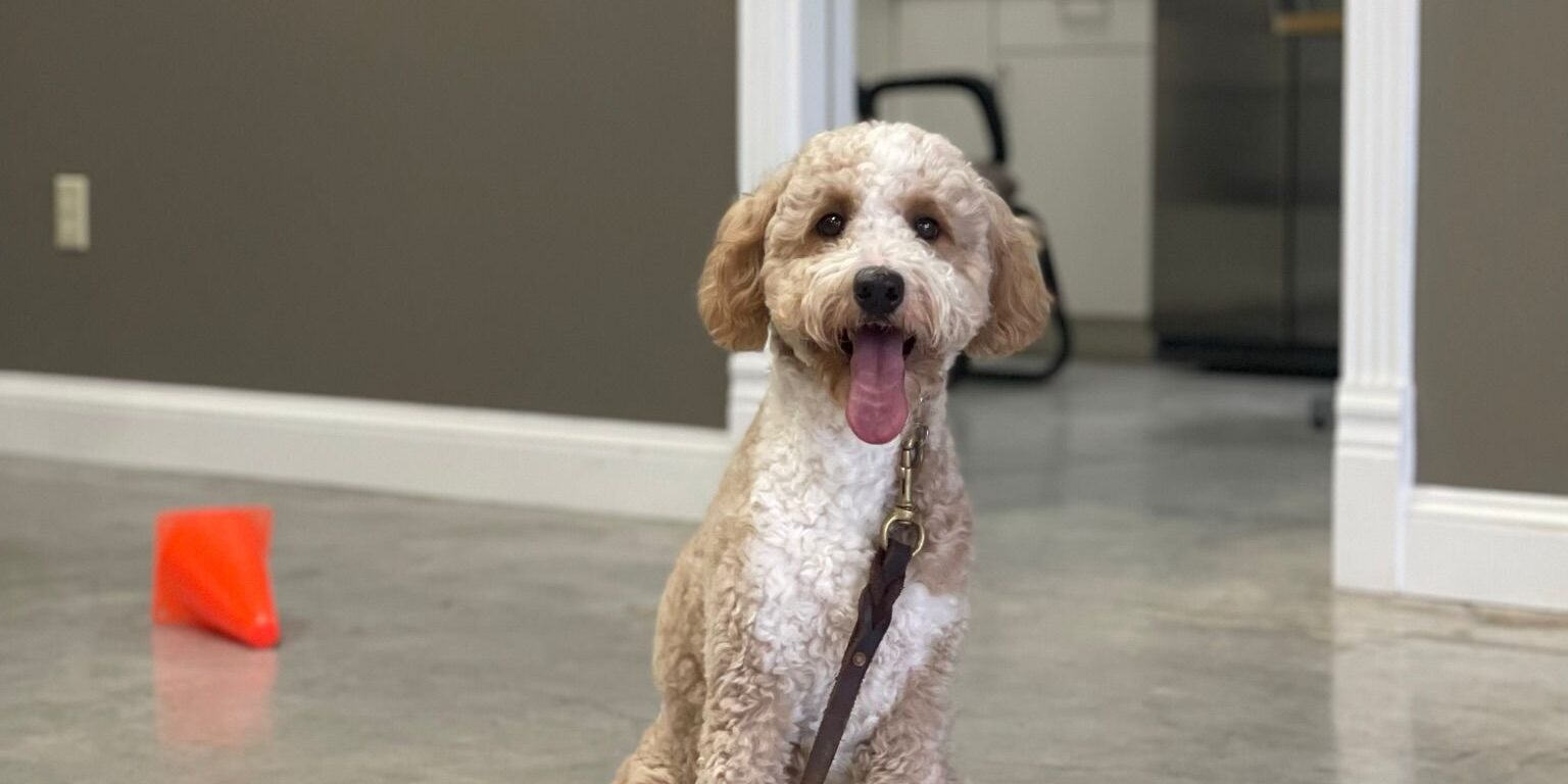 Advanced Dog Obedience Training in Houston, TX