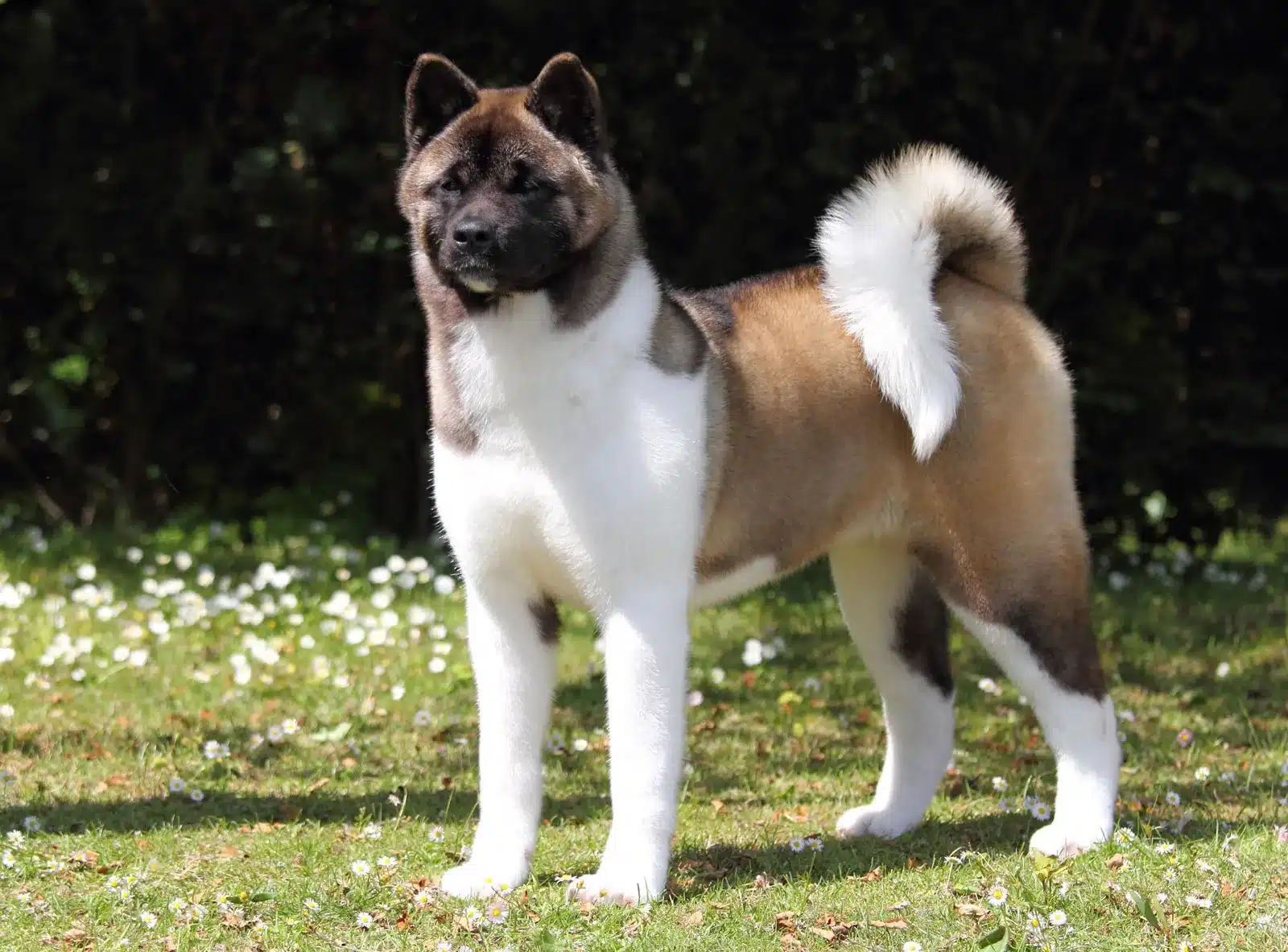 best dog training in houston tx 77066, Top 3 Most Loyal Dog Breeds, Puptown Houston