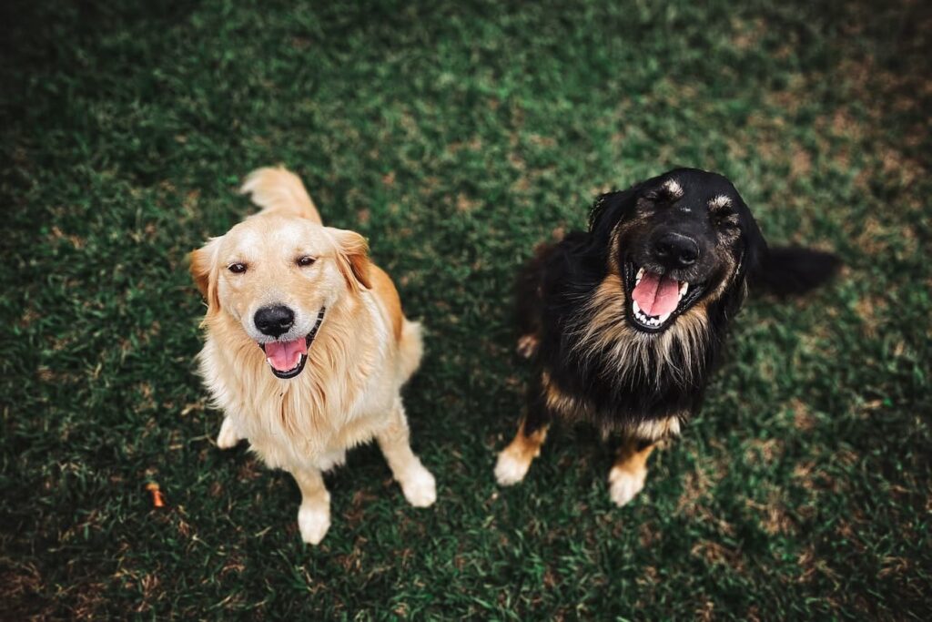 two-golden-retrievers-sit-position