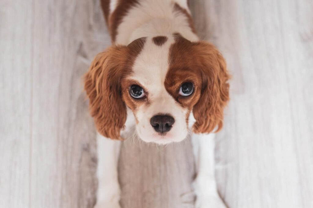 best dog training in houston tx 77066, Top 5 Family-Friendly Dogs, Puptown Houston, Cavalier King Charles Spaniel
