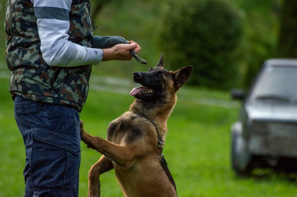 belgian-malinois-dog-training-in-houston-texas