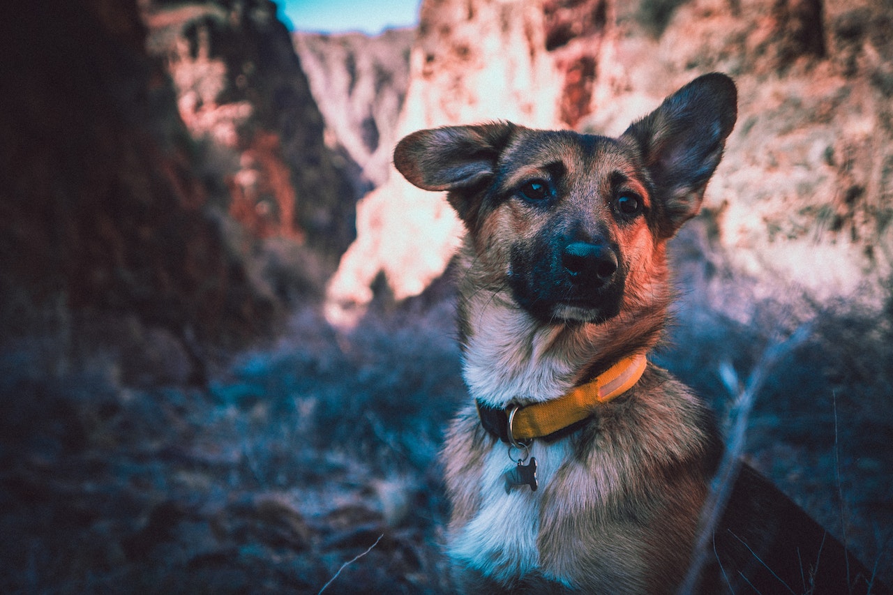 best dog training in houston tx 77066, Top 3 Most Loyal Dog Breeds, Puptown Houston