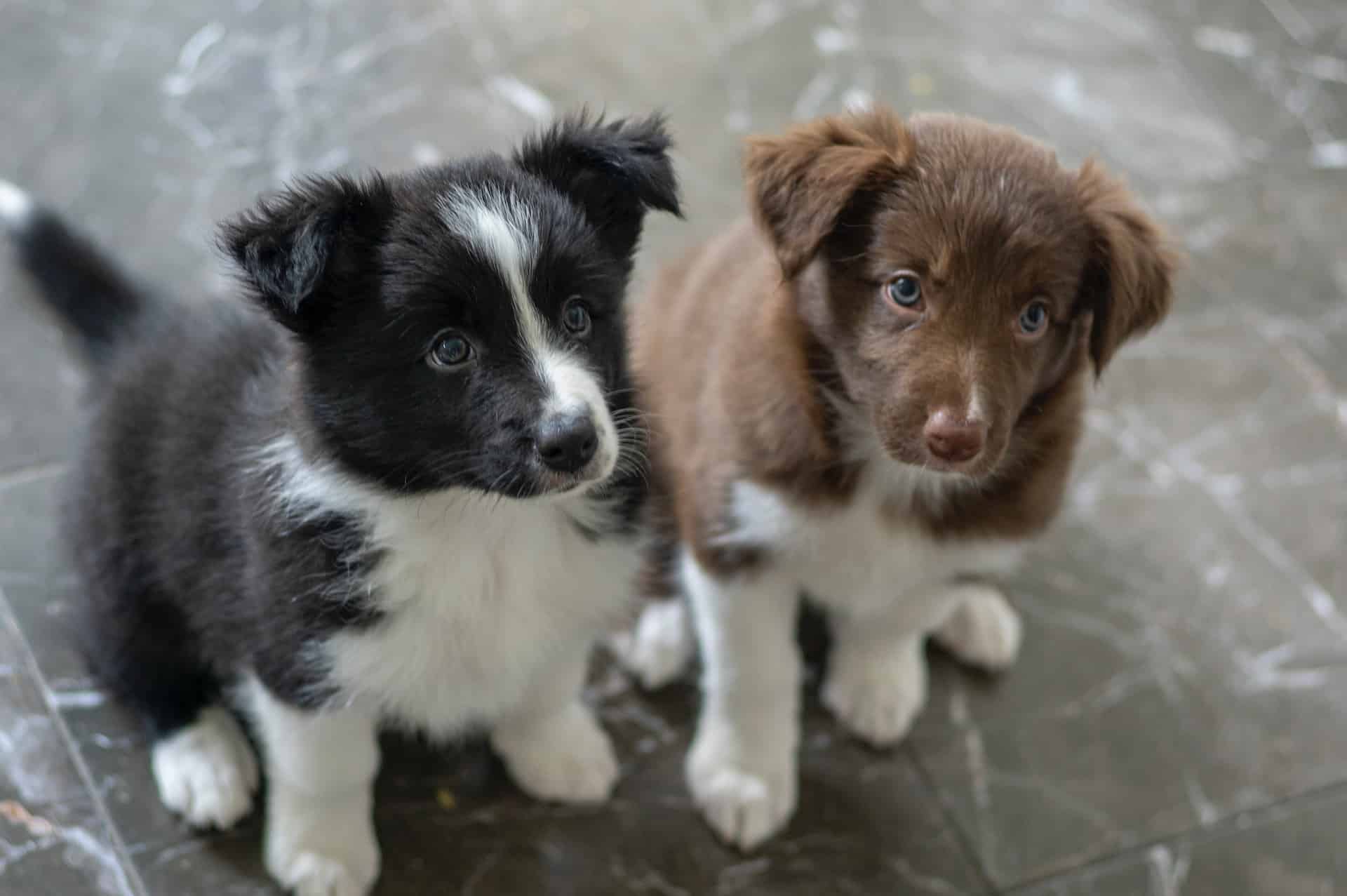 How to Train a Puppy