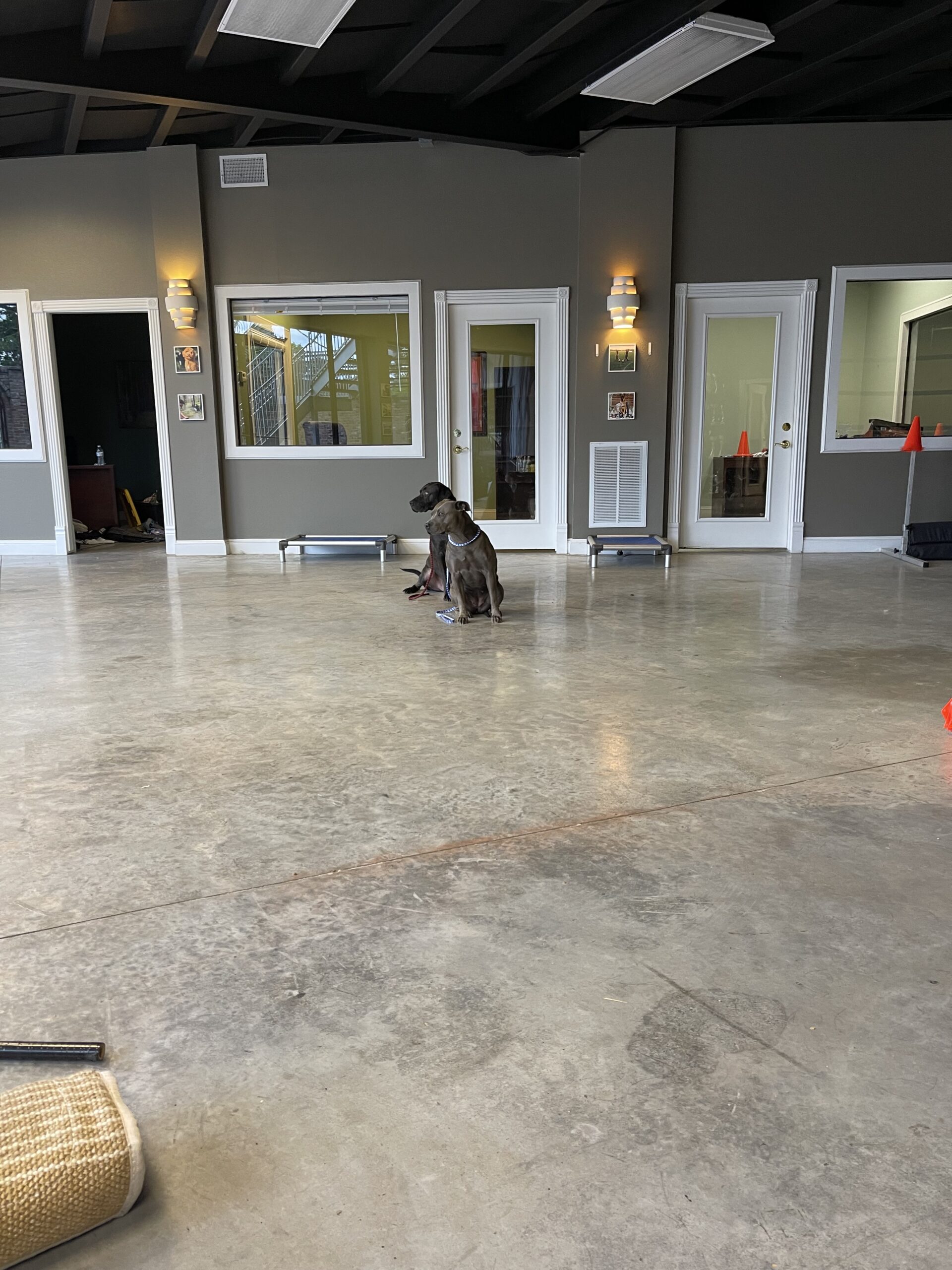 Puptown Dog Training Houston, TX