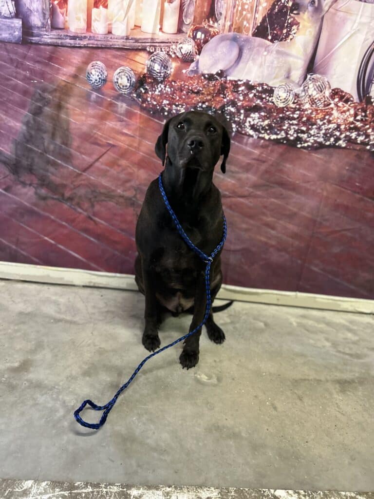 Puptown Dog Training Houston, TX