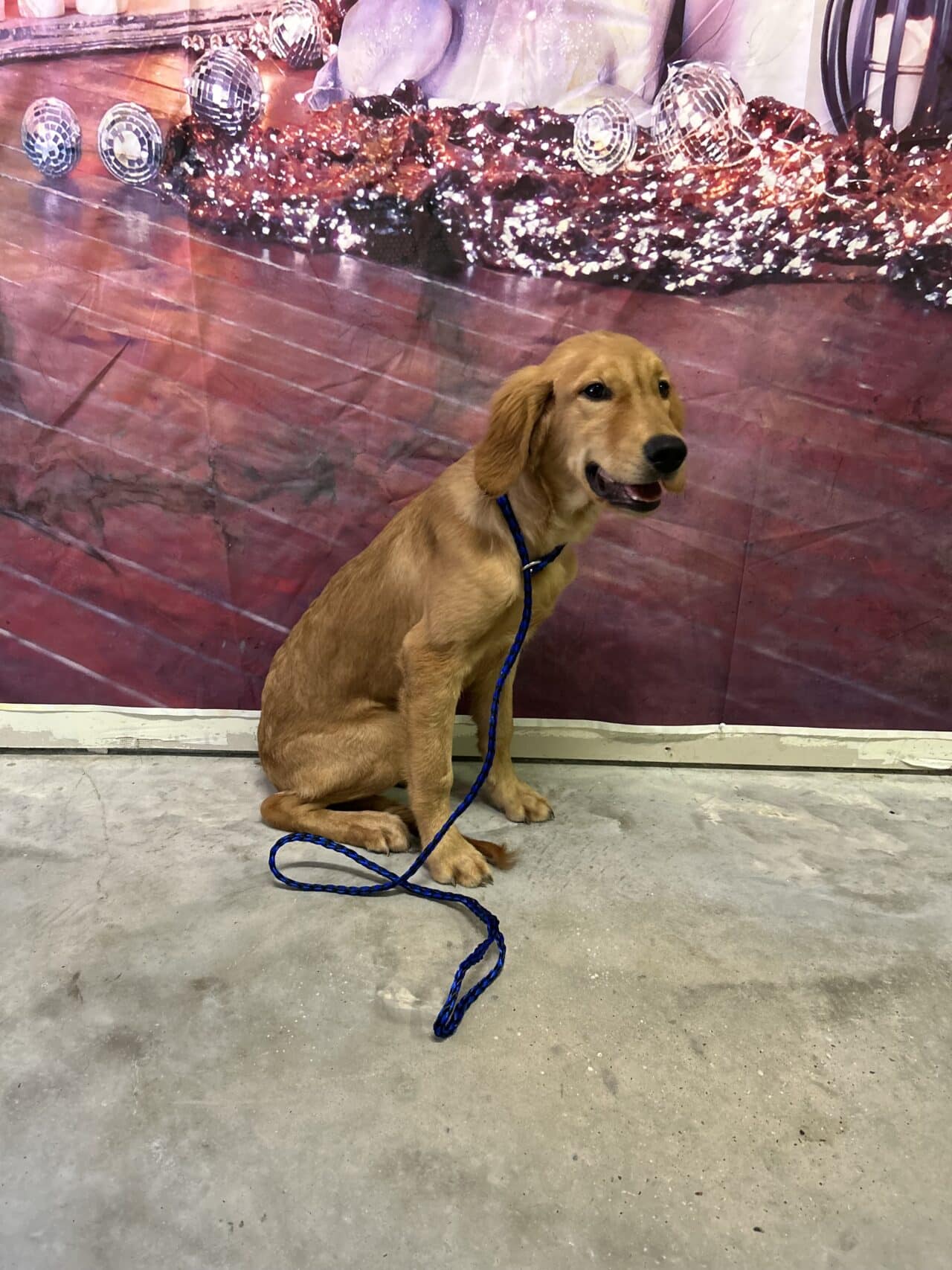 Puptown Dog Training Houston, TX