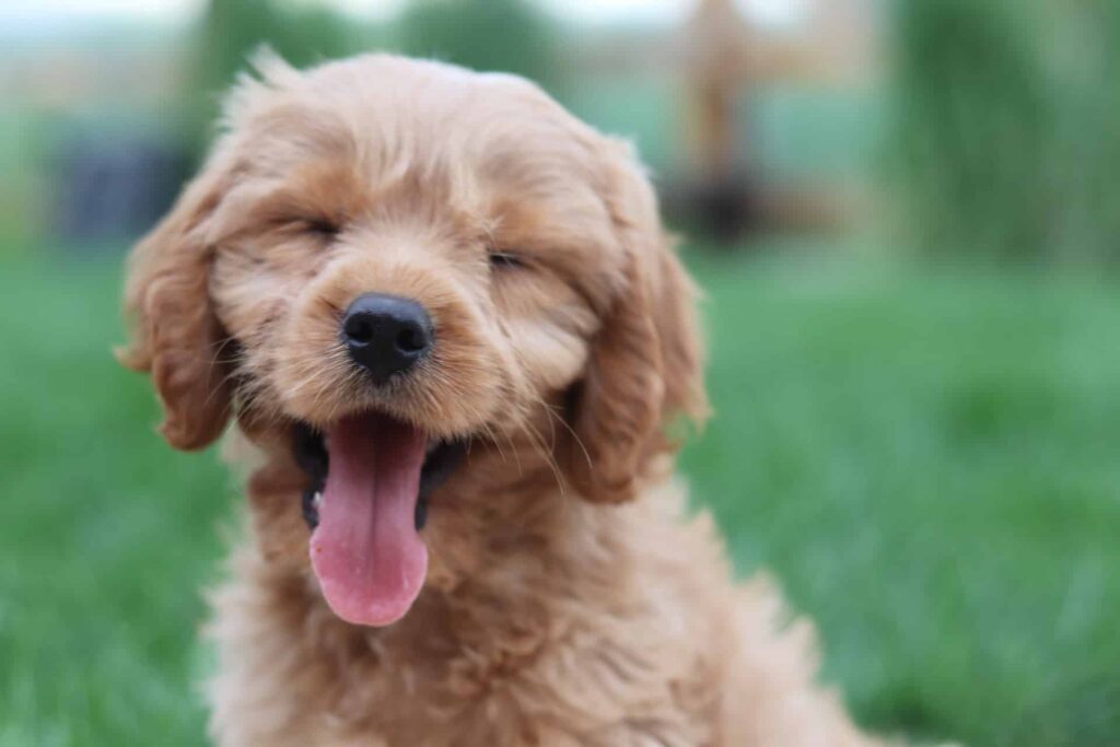 smiling-goldendoodle-in-sit-position
