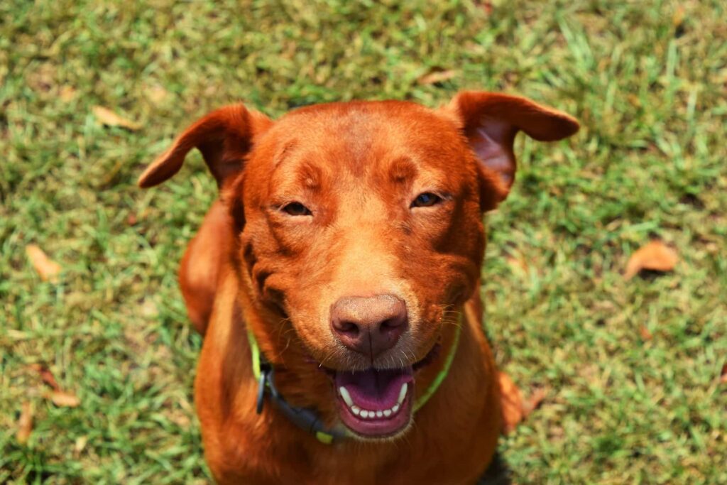 smiling-dog-in-sit-position-training-in-houston-texas