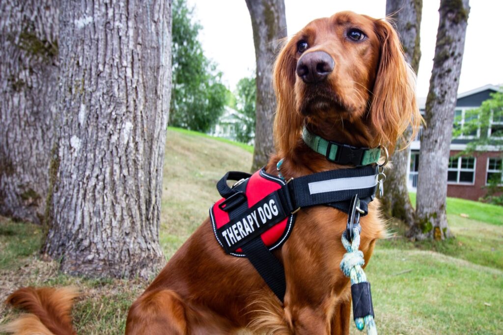 golden-retriever-therapy-dog-training-in-houston-texas
