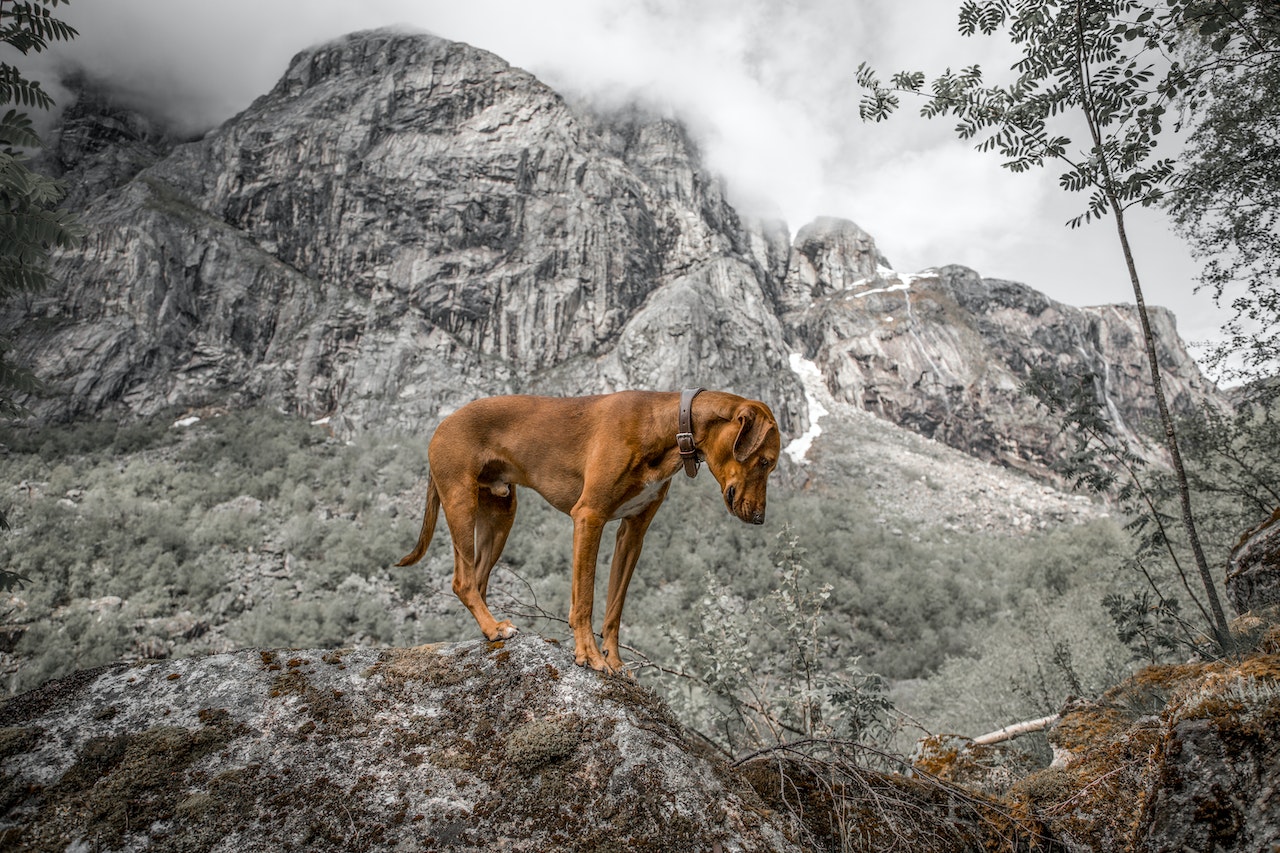 Top 5 Dog Breeds for Active Lifestyles