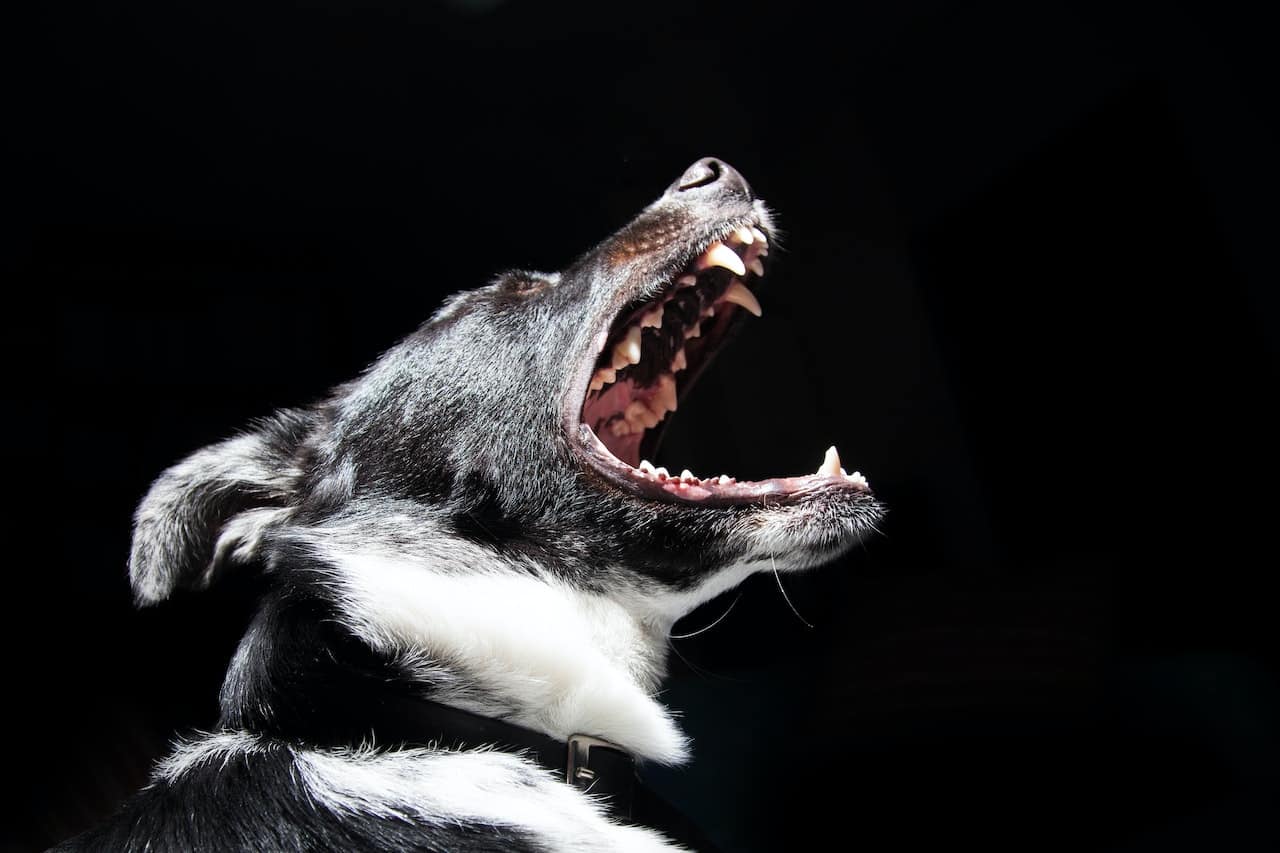 How to Train an Aggressive Dog?