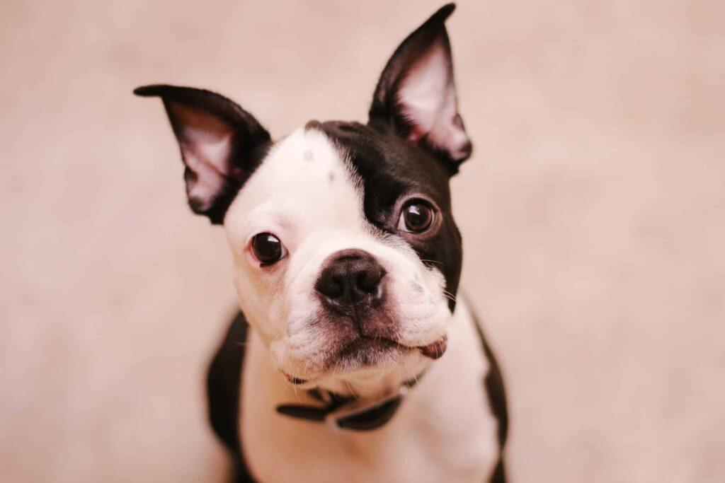 Finding the Right Dog Trainer: Why Puptown Houston is What You Need, best dog training in houston tx 77066, houston dog training, obedience school for dogs houston, dog training houston, dog trainer houston, dog training 77070, puppy training houston, dog behavior training houston, dog trainers houston, dog trainers houston tx, best dog training houston, houston dog behaviorist, dog training prices houston tx, canine off leash training houston, dog off leash training houston, aggressive dog training houston, houston dog training for aggressive dogs, k9 training houston, dog trainer houston tx