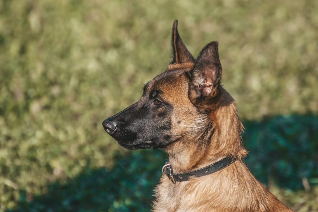 best dog training in houston tx 77066, The Belgian Malinois, Puptown Houston