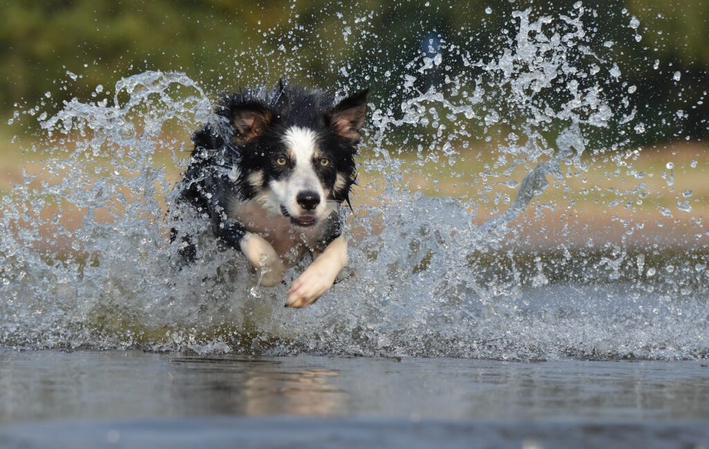best dog training in houston tx 77066, Top 3 Smartest Dog Breeds, Puptown Houston