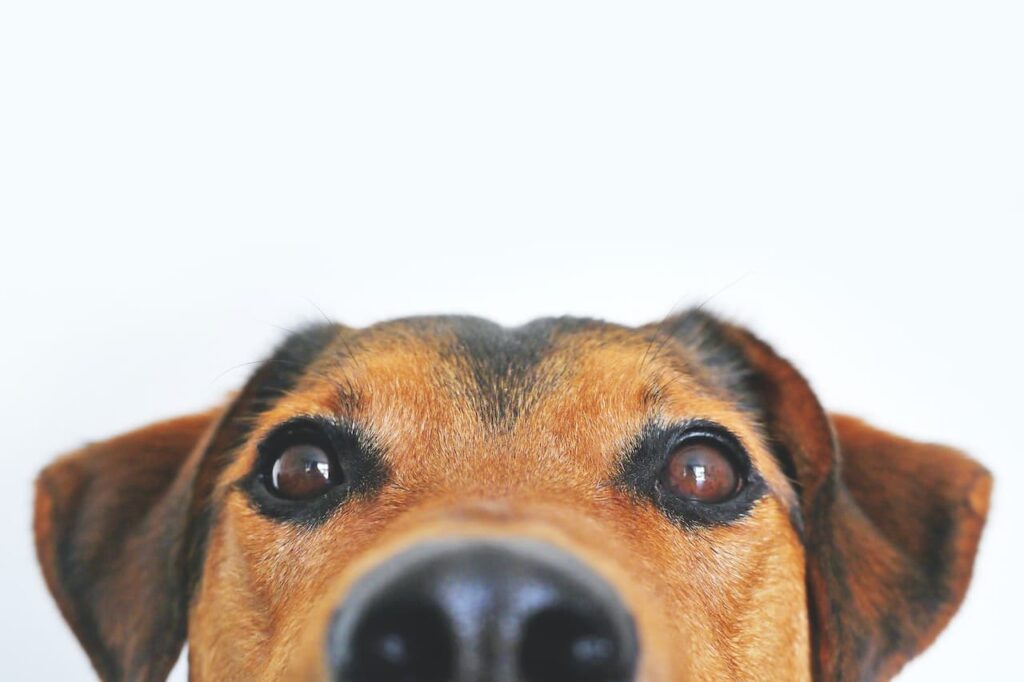 A Beagle peeping on the camera with white background