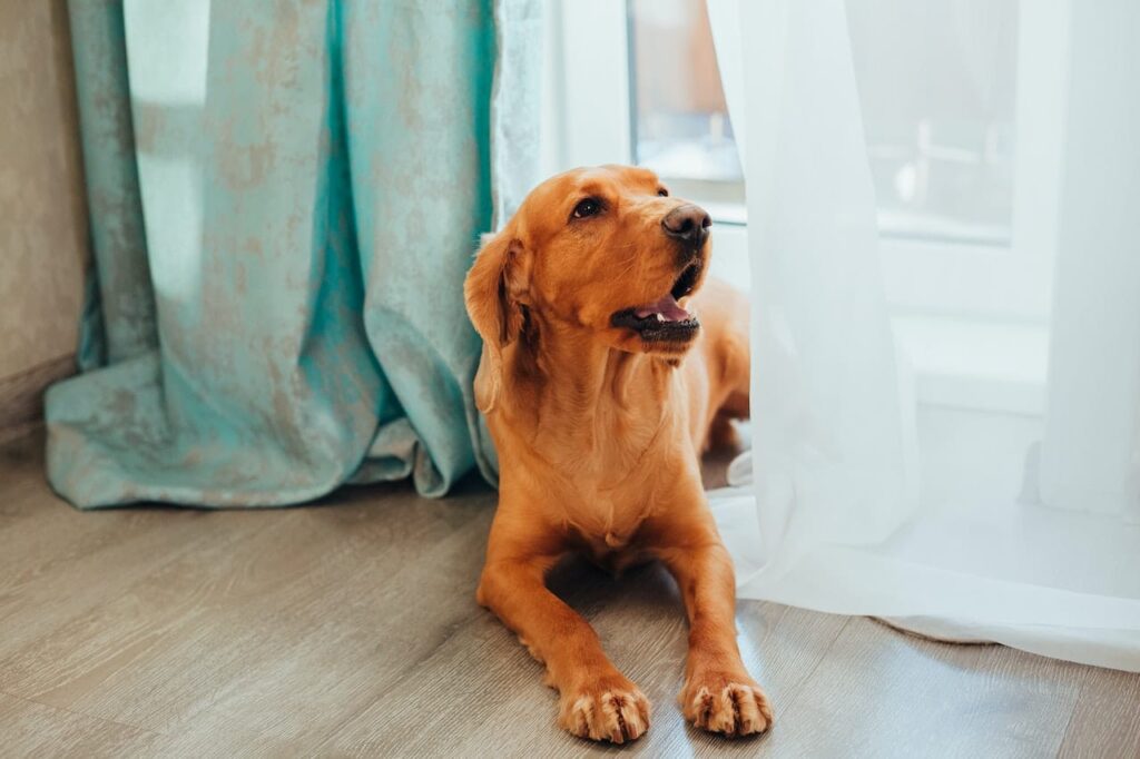 golden-retriever-in-down-position