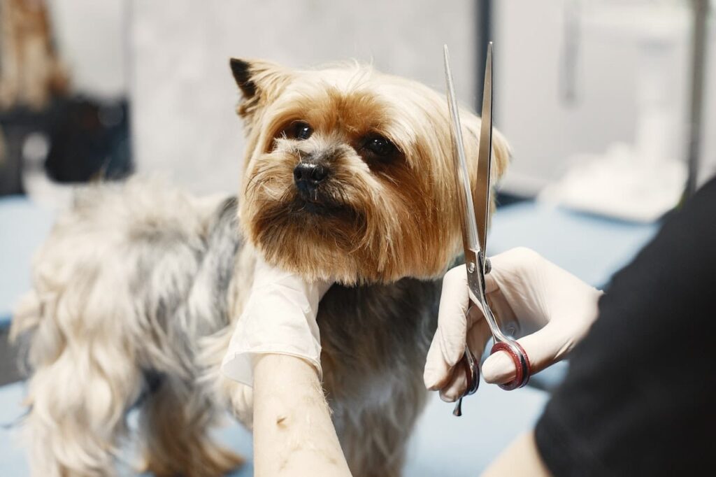 Shih Tzu getting groomed