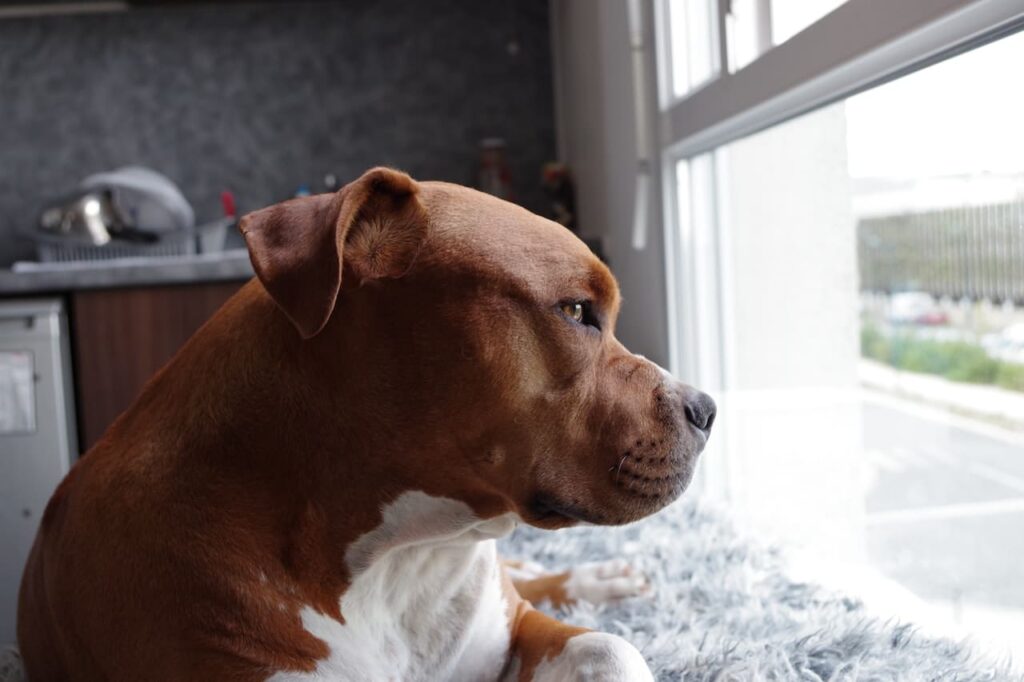 best dog training in houston tx 77066, Is My Dog Outdoors Ready, Puptown Houston