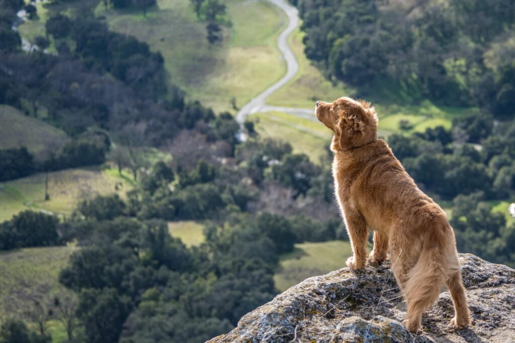 best dog training in houston tx 77066, Dog-Friendly Locations in Houston, Puptown Houston