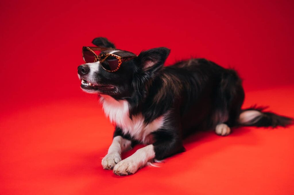 Border Collie wearing sunglasses in down position