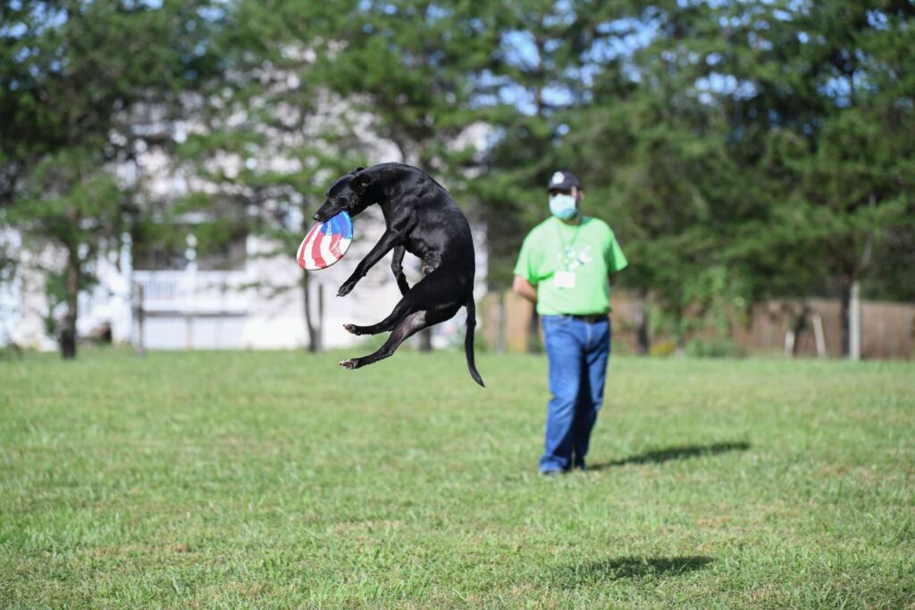 Dog Sports Training at Puptown Houston, best dog training in houston tx 77066, houston dog training, obedience school for dogs houston, dog training houston, dog trainer houston, dog training 77070, puppy training houston, dog behavior training houston, dog trainers houston, dog trainers houston tx, best dog training houston, houston dog behaviorist, dog training prices houston tx, canine off leash training houston, dog off leash training houston, aggressive dog training houston, houston dog training for aggressive dogs, k9 training houston, dog trainer houston tx