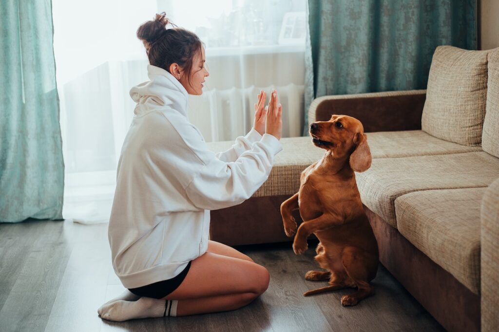 best dog training in houston tx 77066, Beyond Sit and Stay, Puptown Houston