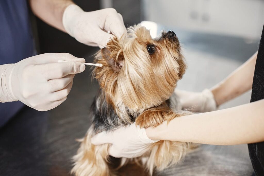 best dog training in houston tx 77066, How to Train Your Dog to Be Vet-Friendly, Puptown Houston