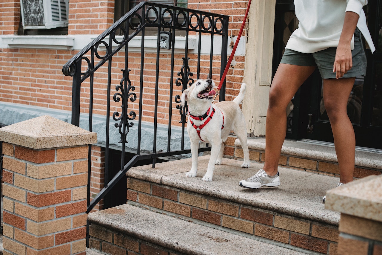 From Pulling to Heeling: Mastering Loose Leash Walks