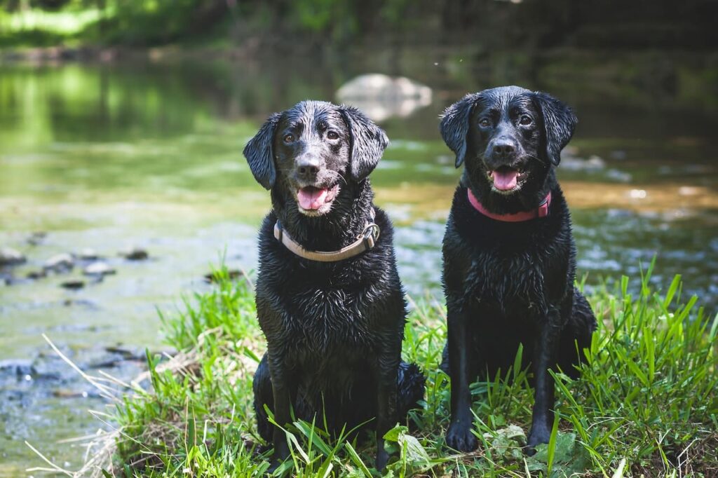 best dog training in houston tx 77066, Top 3 Most Loyal Dogs, Puptown Houston, Top 3 Most Loyal Dog Breeds