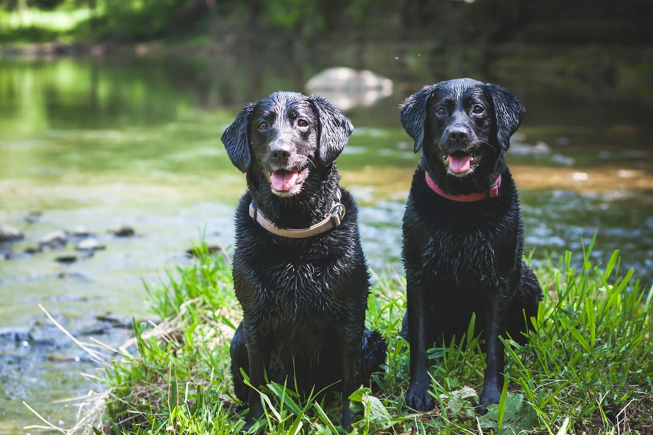 best dog training in houston tx 77066, Top 3 Most Loyal Dog Breeds, Puptown Houston