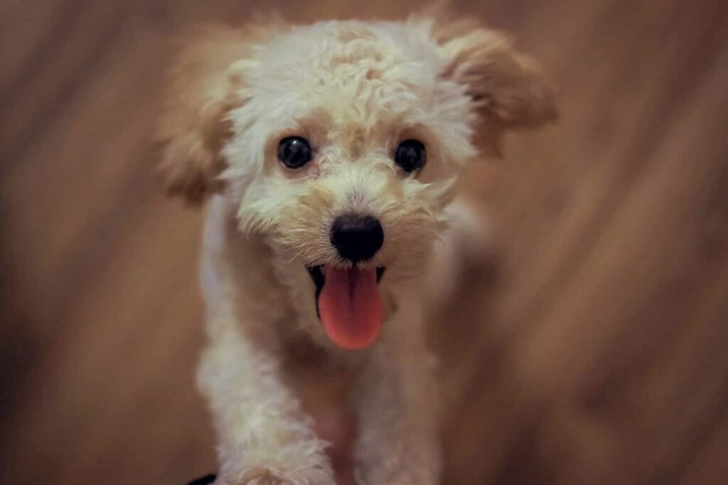 puppy-smiling-and-looking-up-the-camera