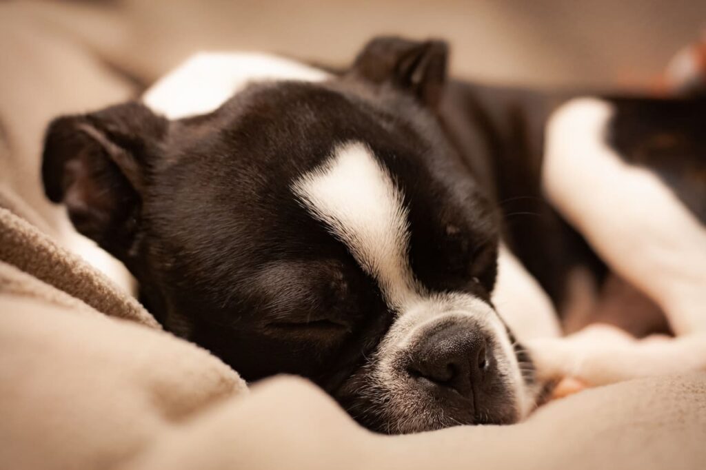 A dog sleeping