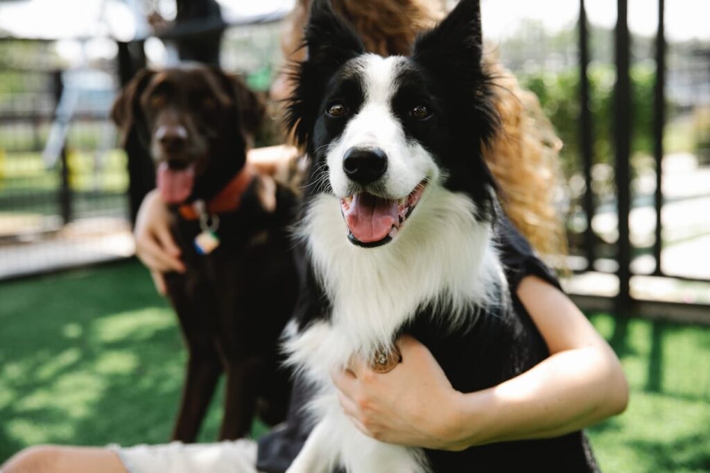 border-collie-labrador-at-park-for-training