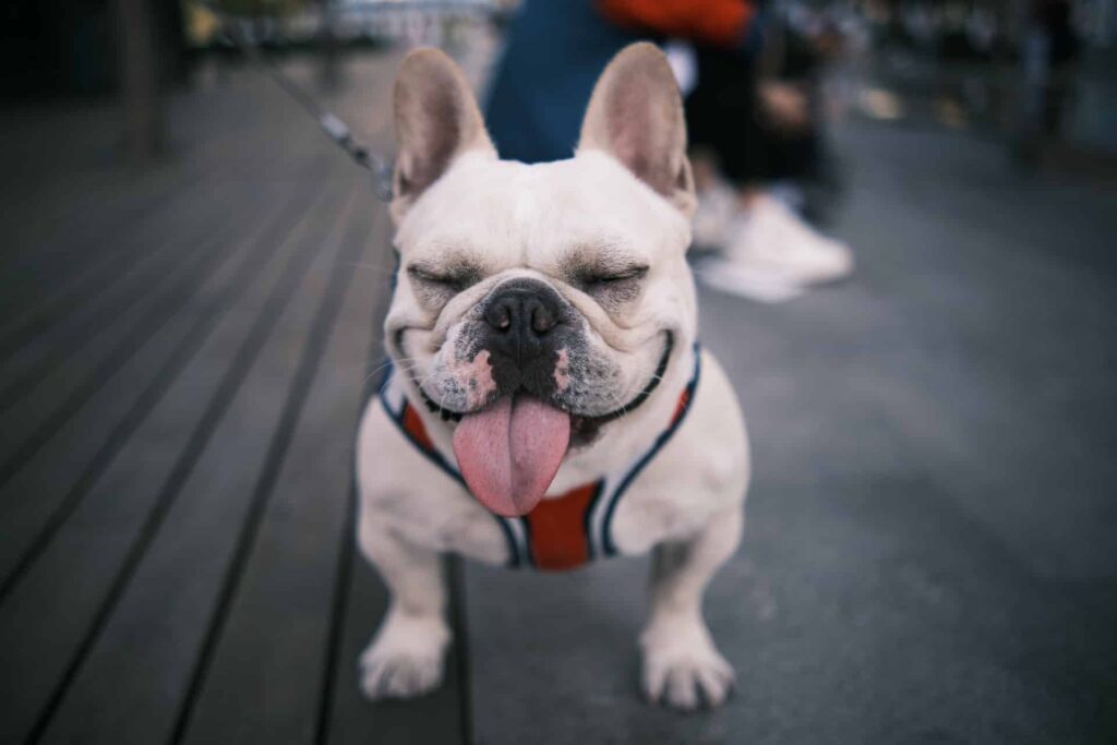french-bulldog-leash-training-in-houston-texas