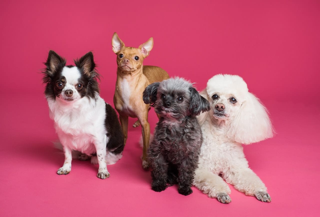 Houston Dog Daycare: Your Dog’s Second Home