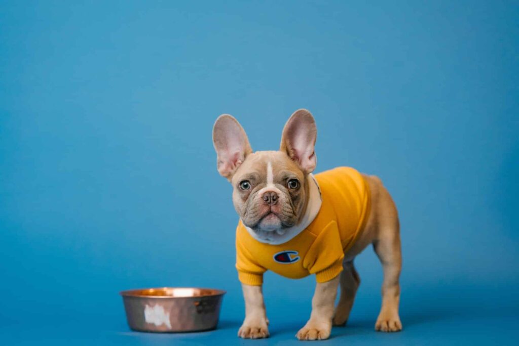 french-bulldog-wearing-yellow-shirt-photoshoot