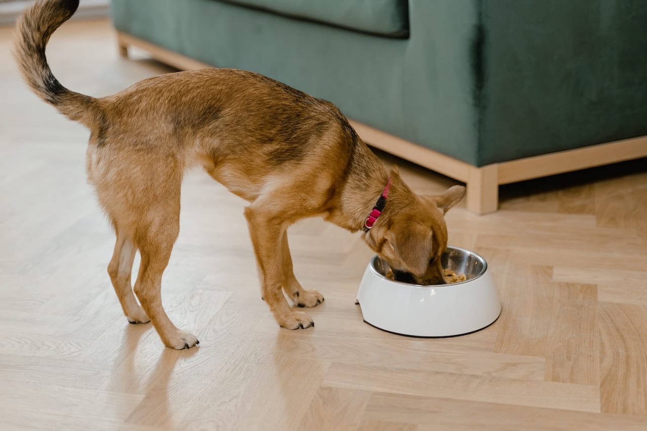 The Role of Nutrition in Dog Training Houston